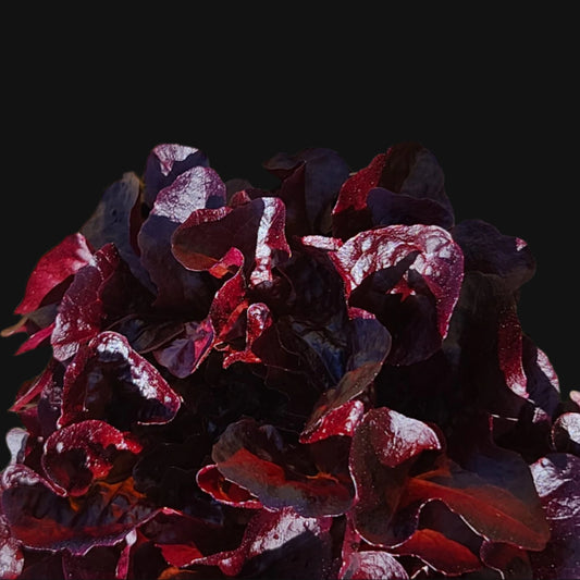 Red Romaine Lettuce Metchosin Farm