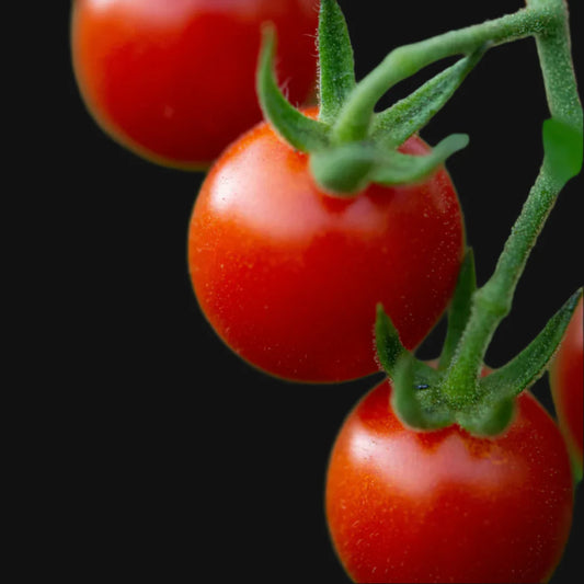 Red Cherry Tomato Metchosin Farm