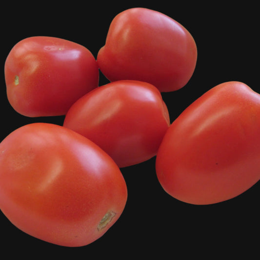 Red Plum Tomato Metchosin Farm