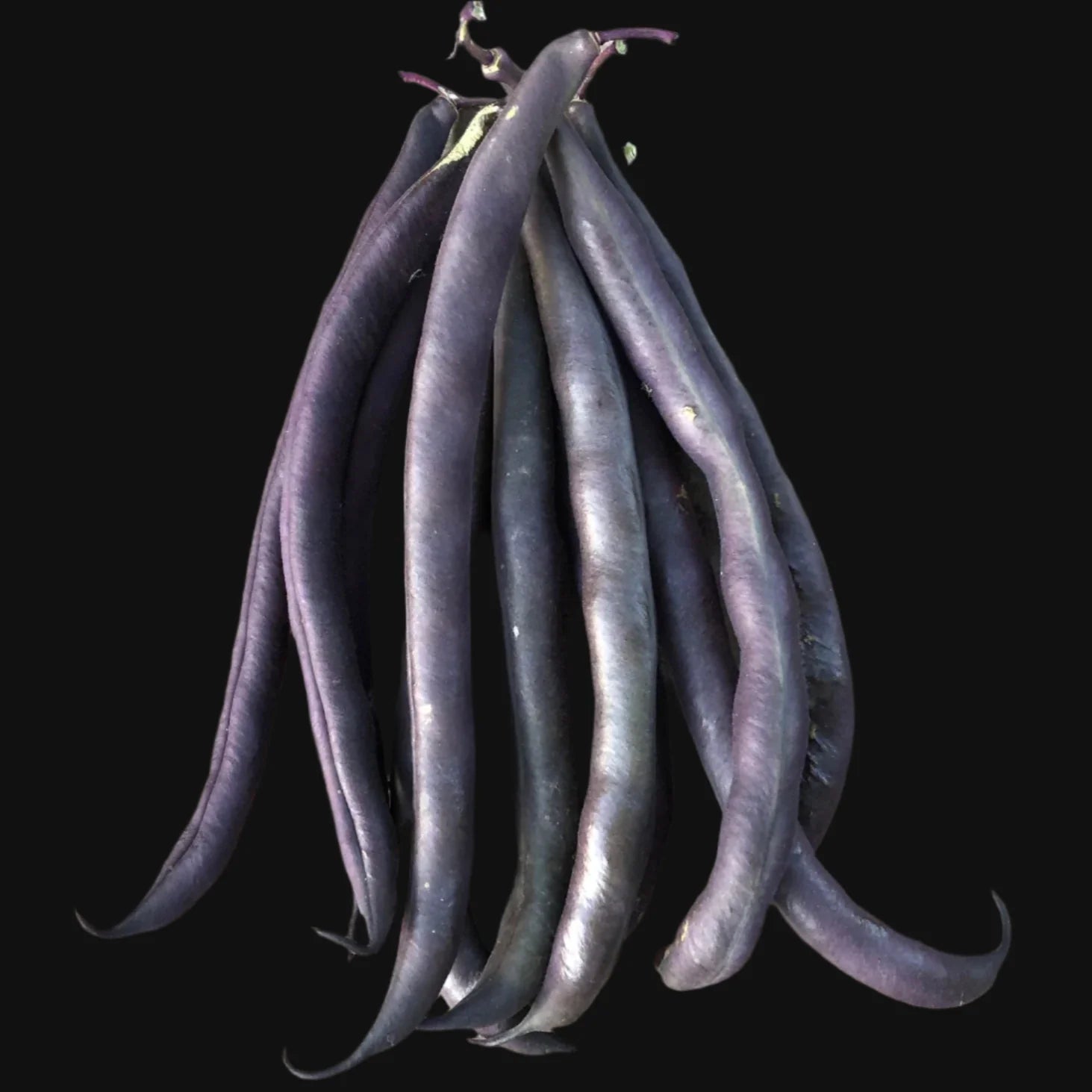 Royal Burgundy Bush Bean Metchosin Farm