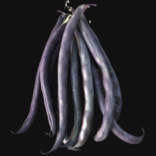 Royal Burgundy Bush Bean Metchosin Farm