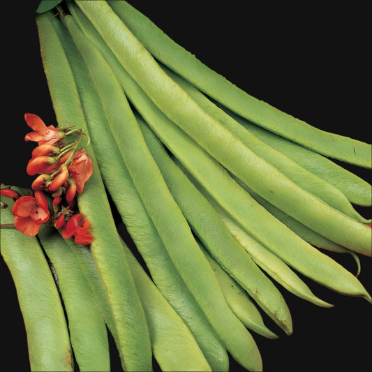 Scarlet Runner Pole Bean Metchosin Farm