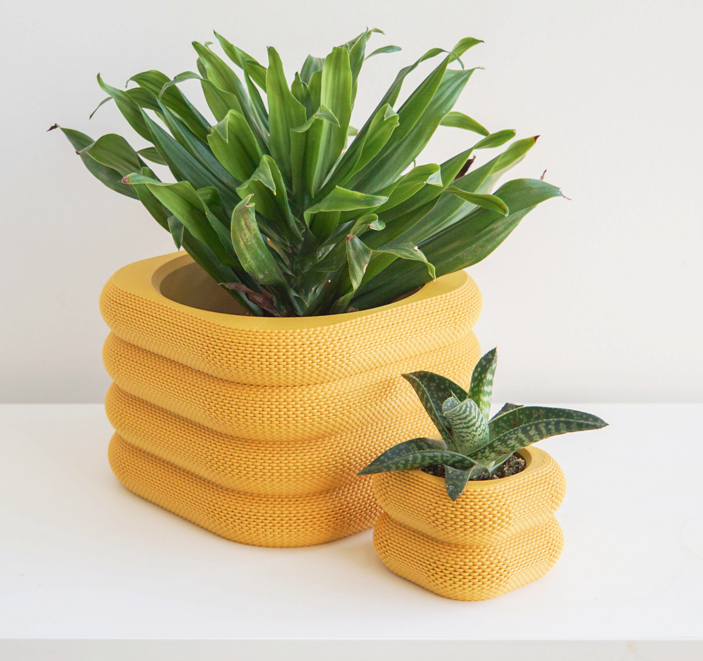 Yew Planter Conifer