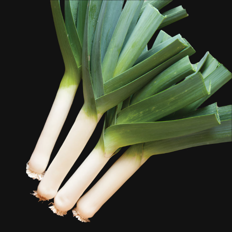 Tadorna Leek Metchosin Farm