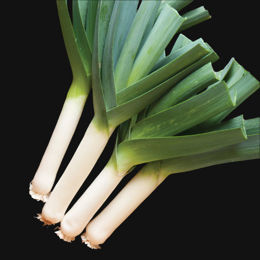 Tadorna Leek Metchosin Farm