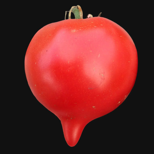 Teardrop Tomato Metchosin Farm