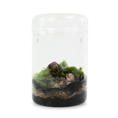 Natural Canadian Forest Moss - Revita-Moss (Pleurozium schreberi) Mossify