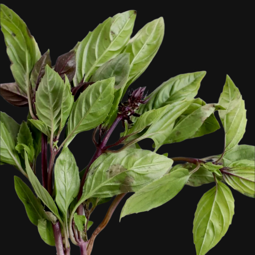 Thai Basil Metchosin Farm