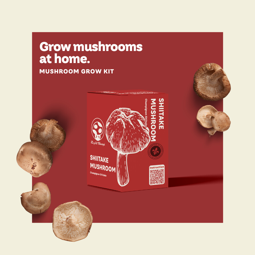 Shiitake Mushroom Kit Le Petit Champi