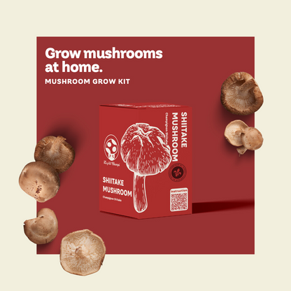 Shiitake Mushroom Kit Le Petit Champi