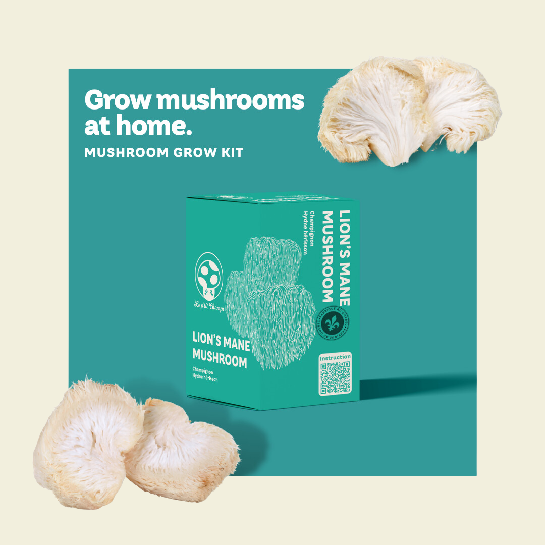 Lion's Mane Mushroom Kit Le Petit Champi