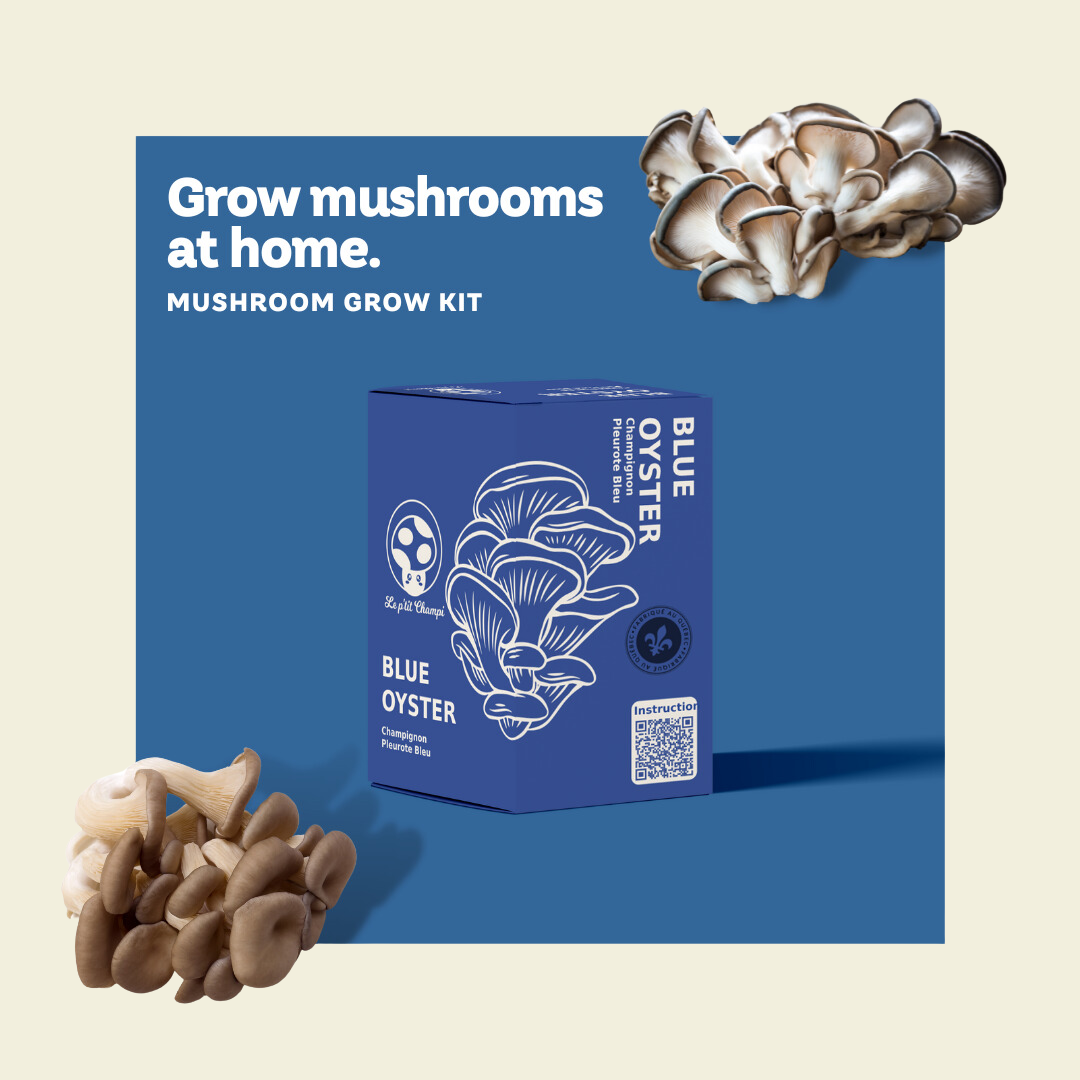 Blue Oyster Mushroom Kit Le Petit Champi