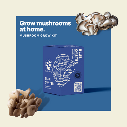Blue Oyster Mushroom Kit Le Petit Champi