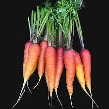 Vampire Carrot (Longue Rouge Sang) Metchosin Farm