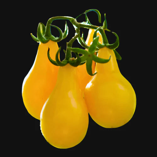 Yellow Pear Tomato Metchosin Farm