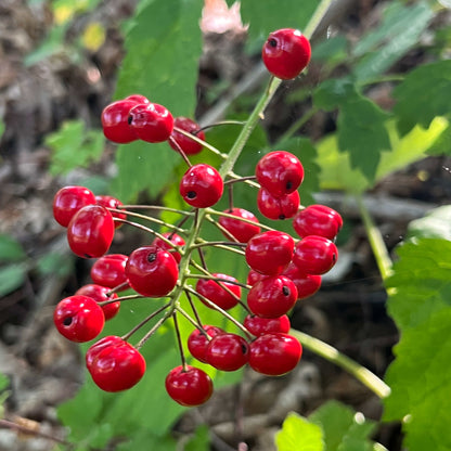 Semences stratifiées - Actée rouge Akène, culture forestière