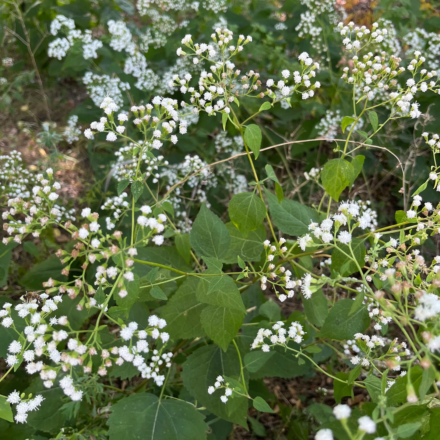 Semences - Eupatoire rugueuse Akène, culture forestière