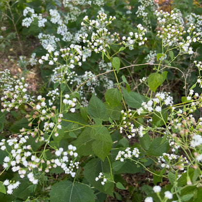 Semences - Eupatoire rugueuse Akène, culture forestière