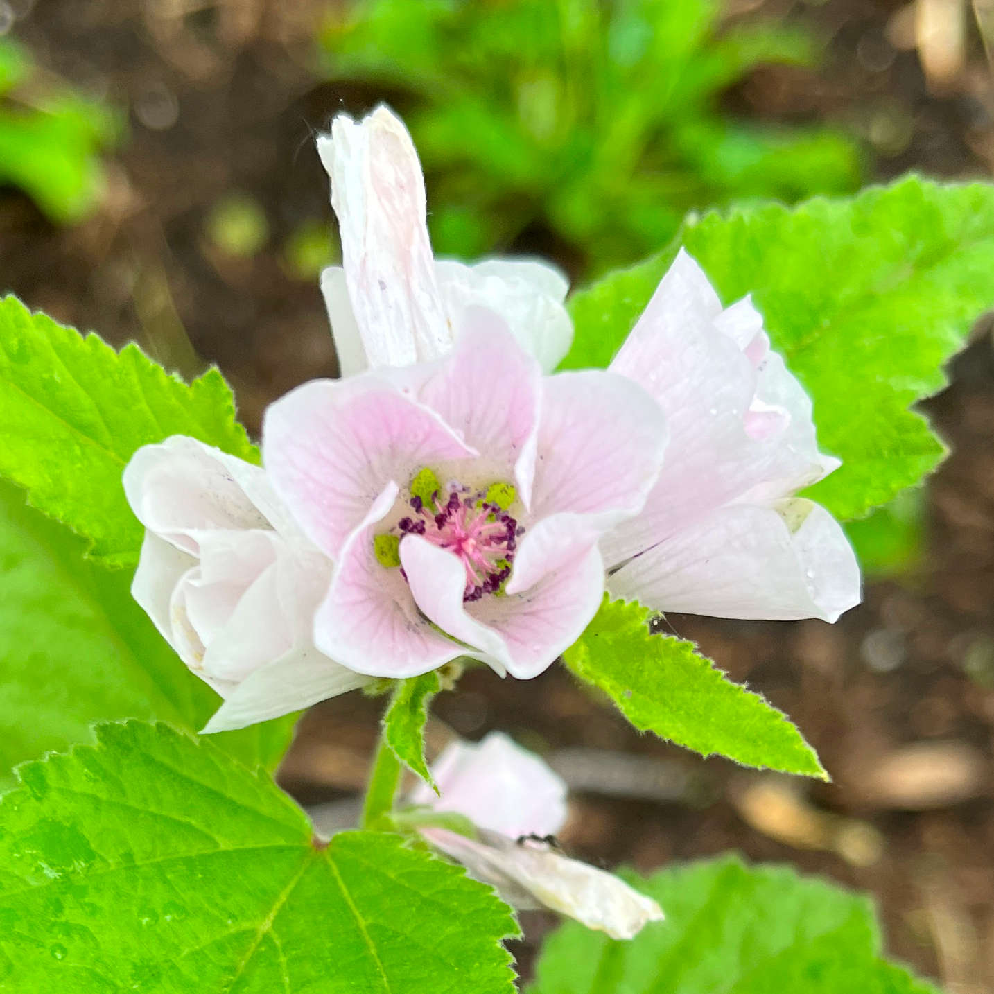 Semences - Guimauve officinale Akène, culture forestière