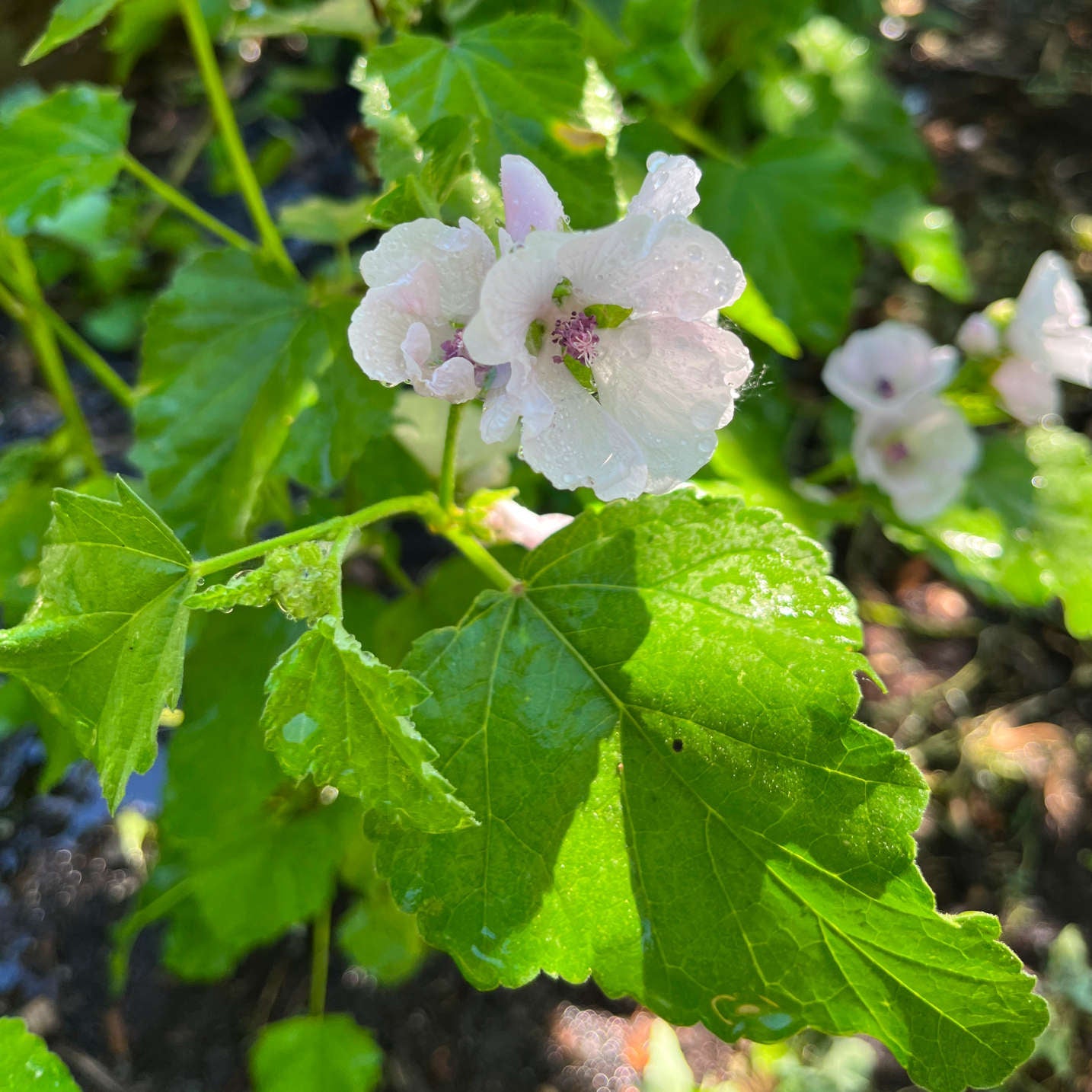 Semences - Guimauve officinale Akène, culture forestière