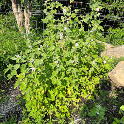 Semences - Guimauve officinale Akène, culture forestière