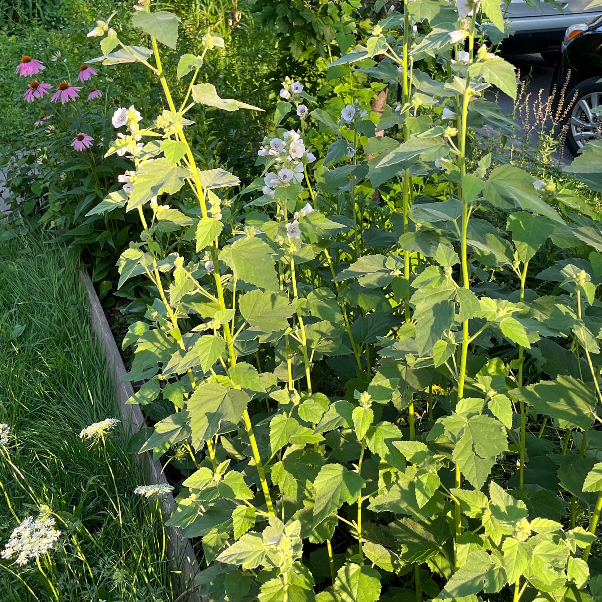 Semences - Guimauve officinale Akène, culture forestière