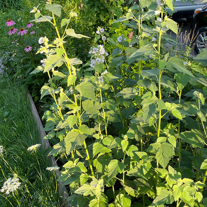 Semences - Guimauve officinale Akène, culture forestière