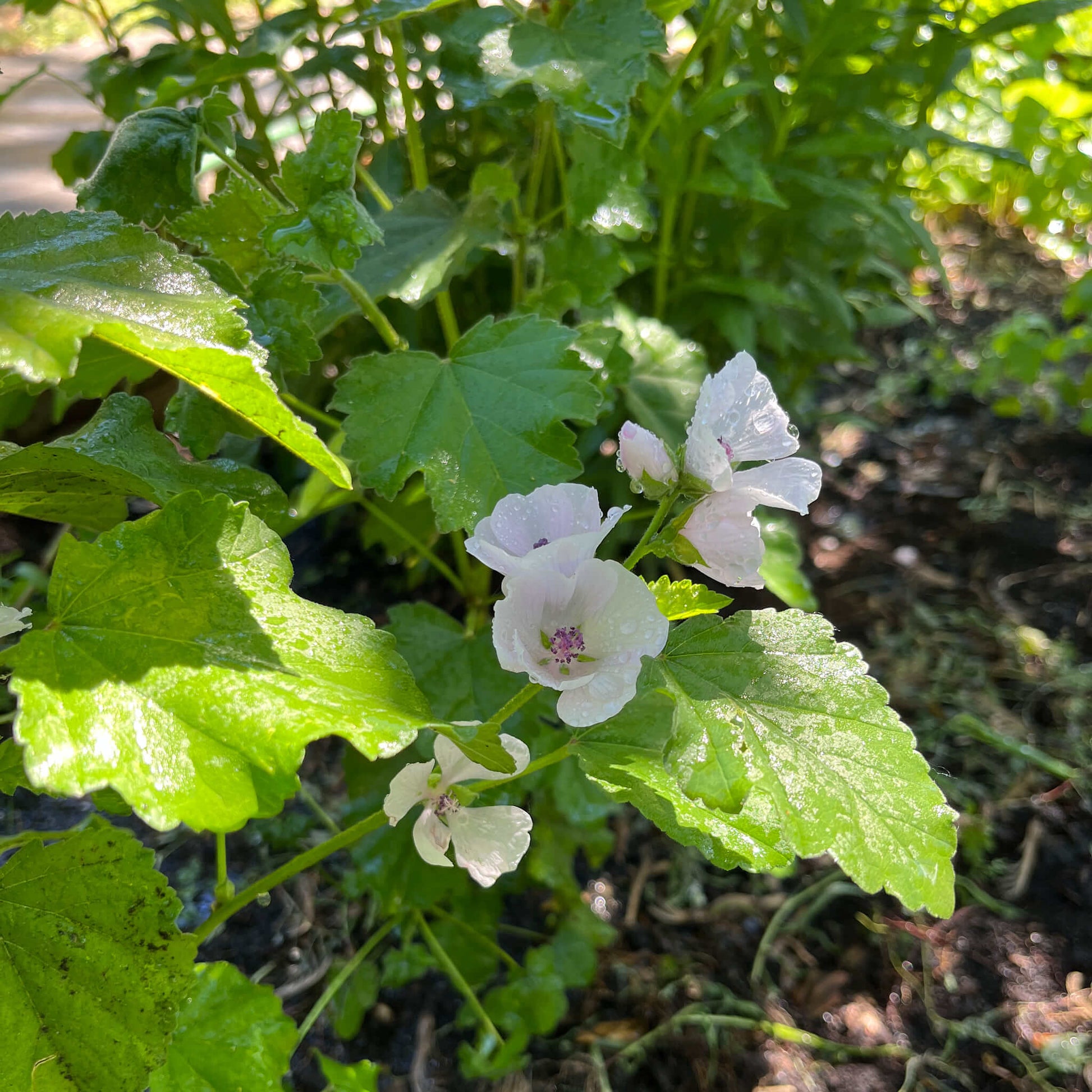 Semences - Guimauve officinale Akène, culture forestière