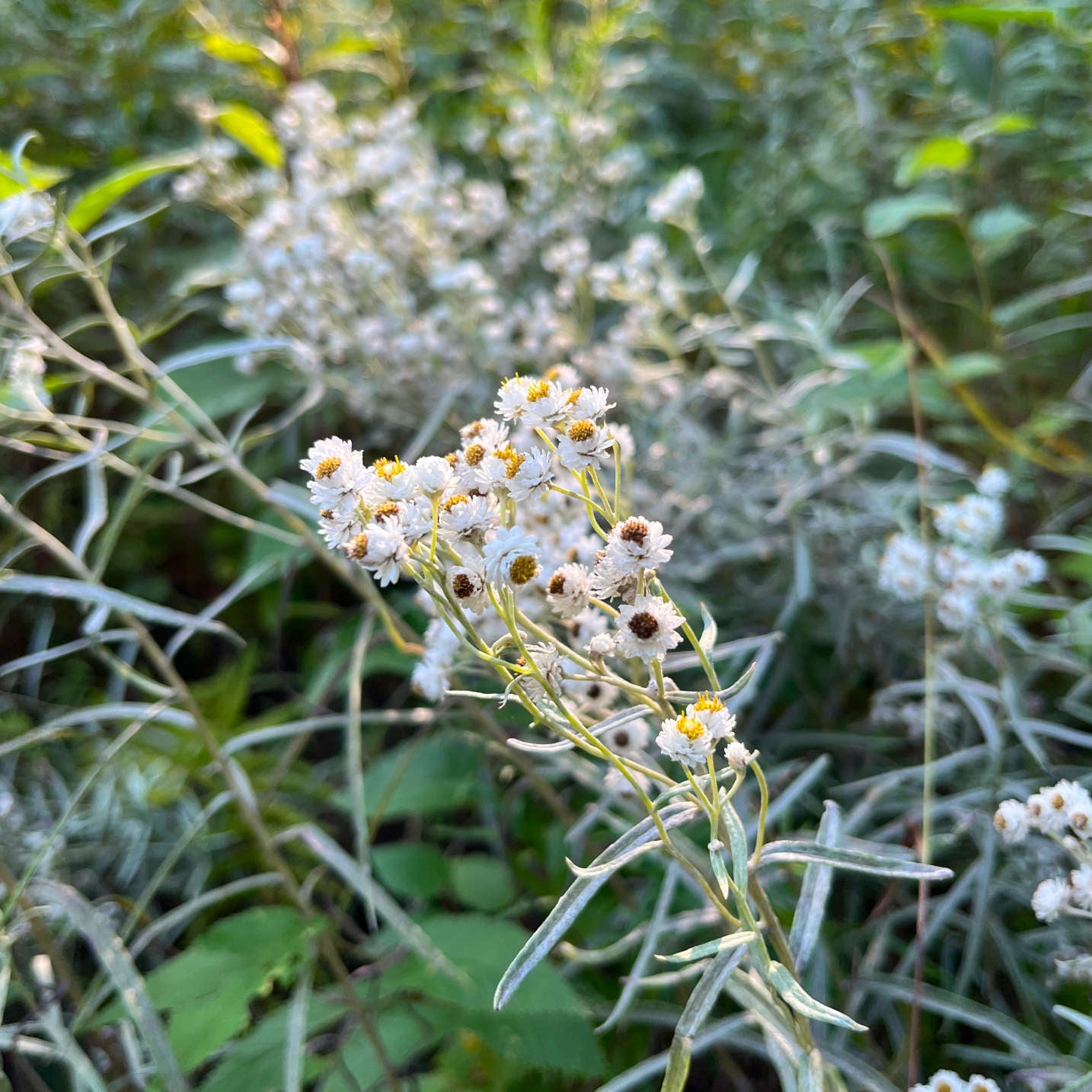 Semences - Immortelle blanche Akène, culture forestière