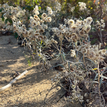 Semences - Immortelle blanche Akène, culture forestière