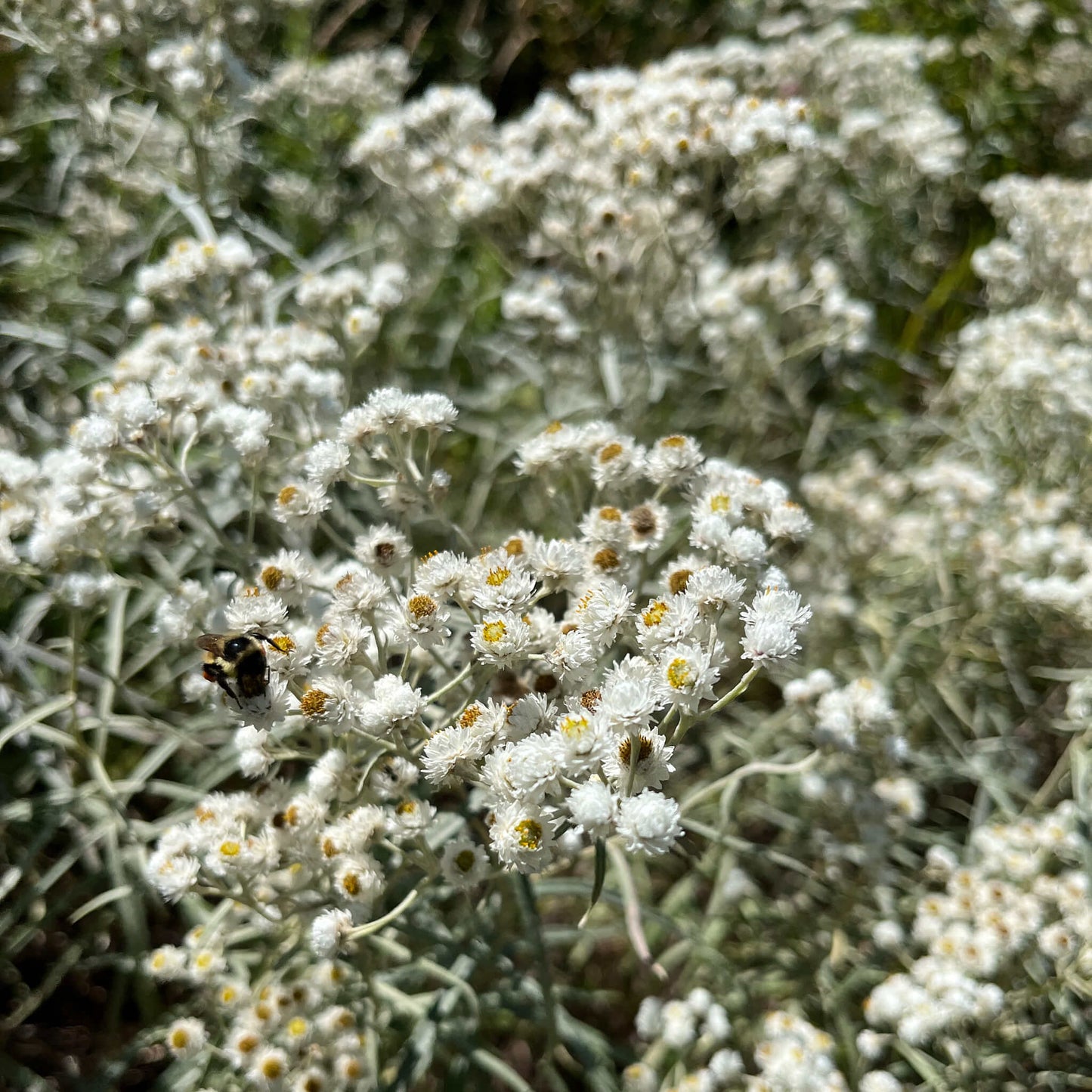 Semences - Immortelle blanche Akène, culture forestière