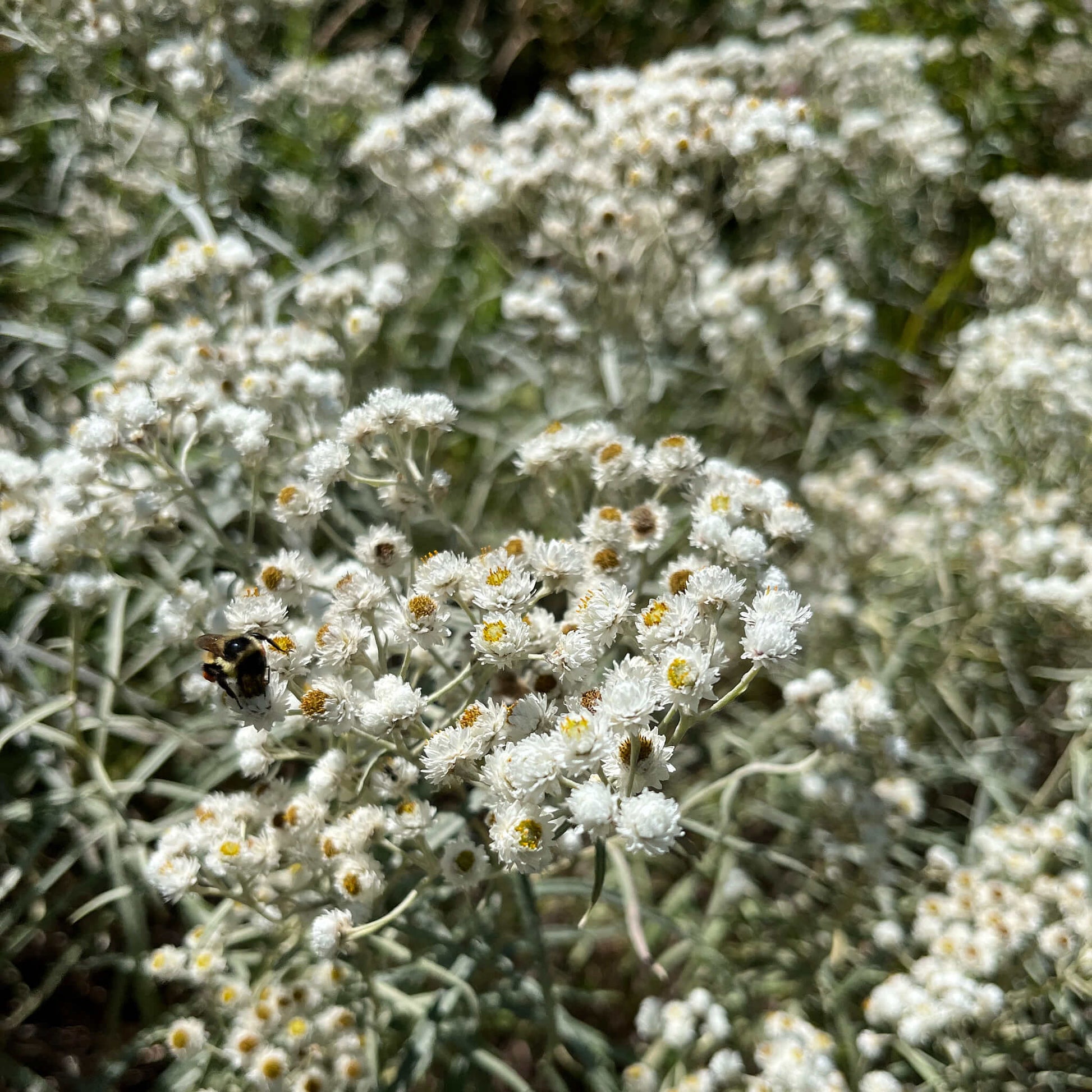 Semences - Immortelle blanche Akène, culture forestière