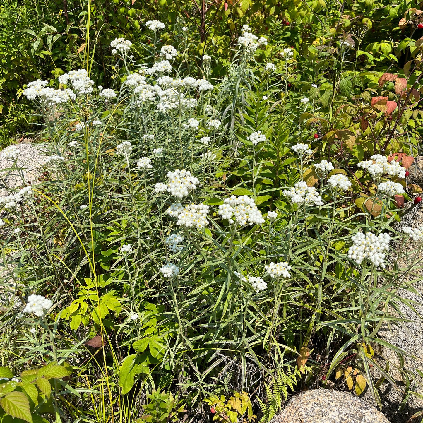 Semences - Immortelle blanche Akène, culture forestière