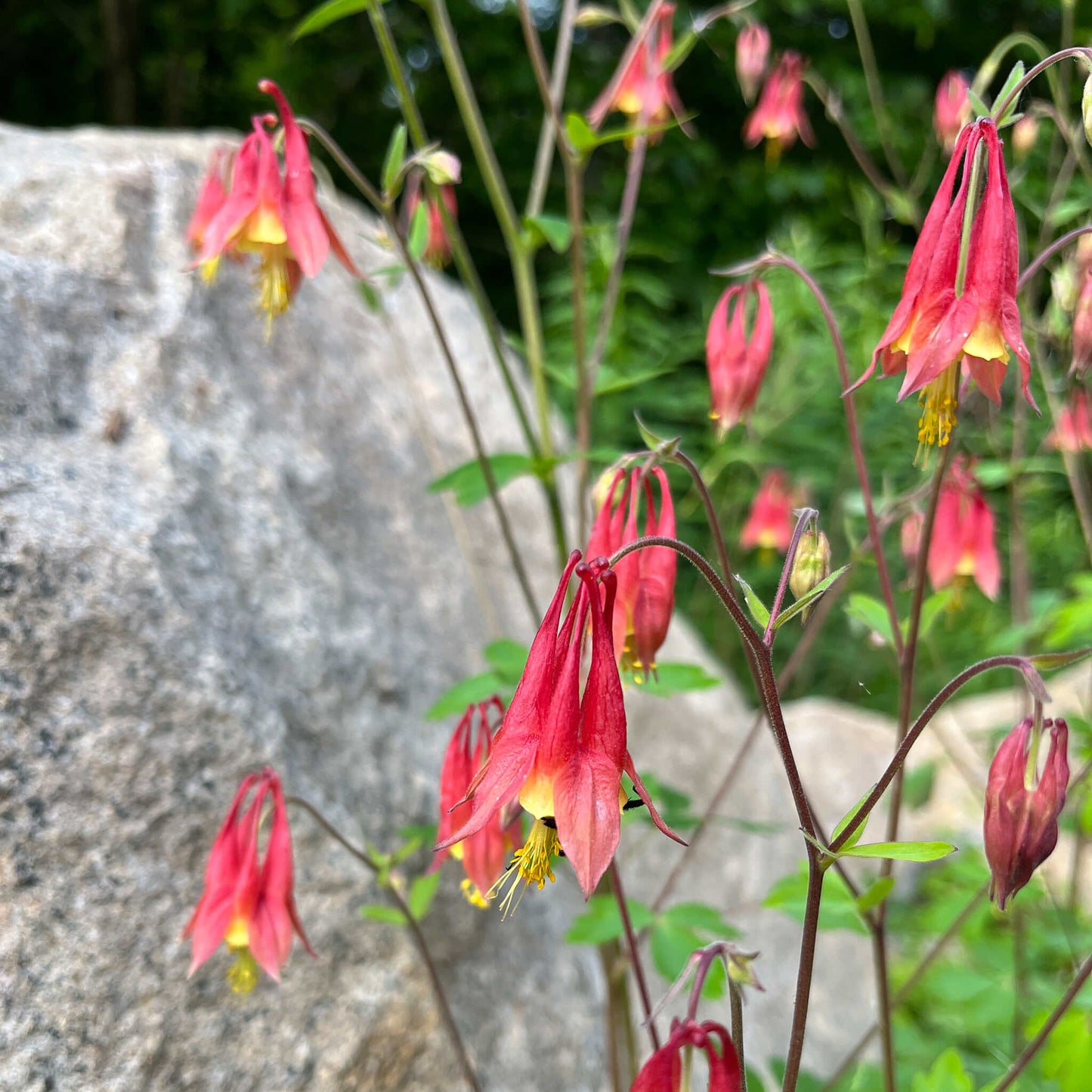Semences - Ancolie du Canada Akène, culture forestière