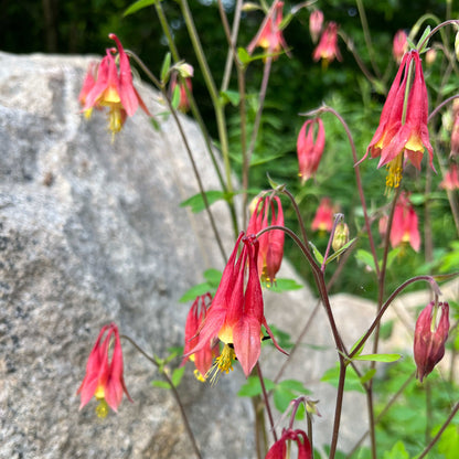 Semences - Ancolie du Canada Akène, culture forestière