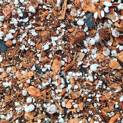 Aroid Potting Mix - Chunky and Soilless, Ready To Use The Plant Puddle