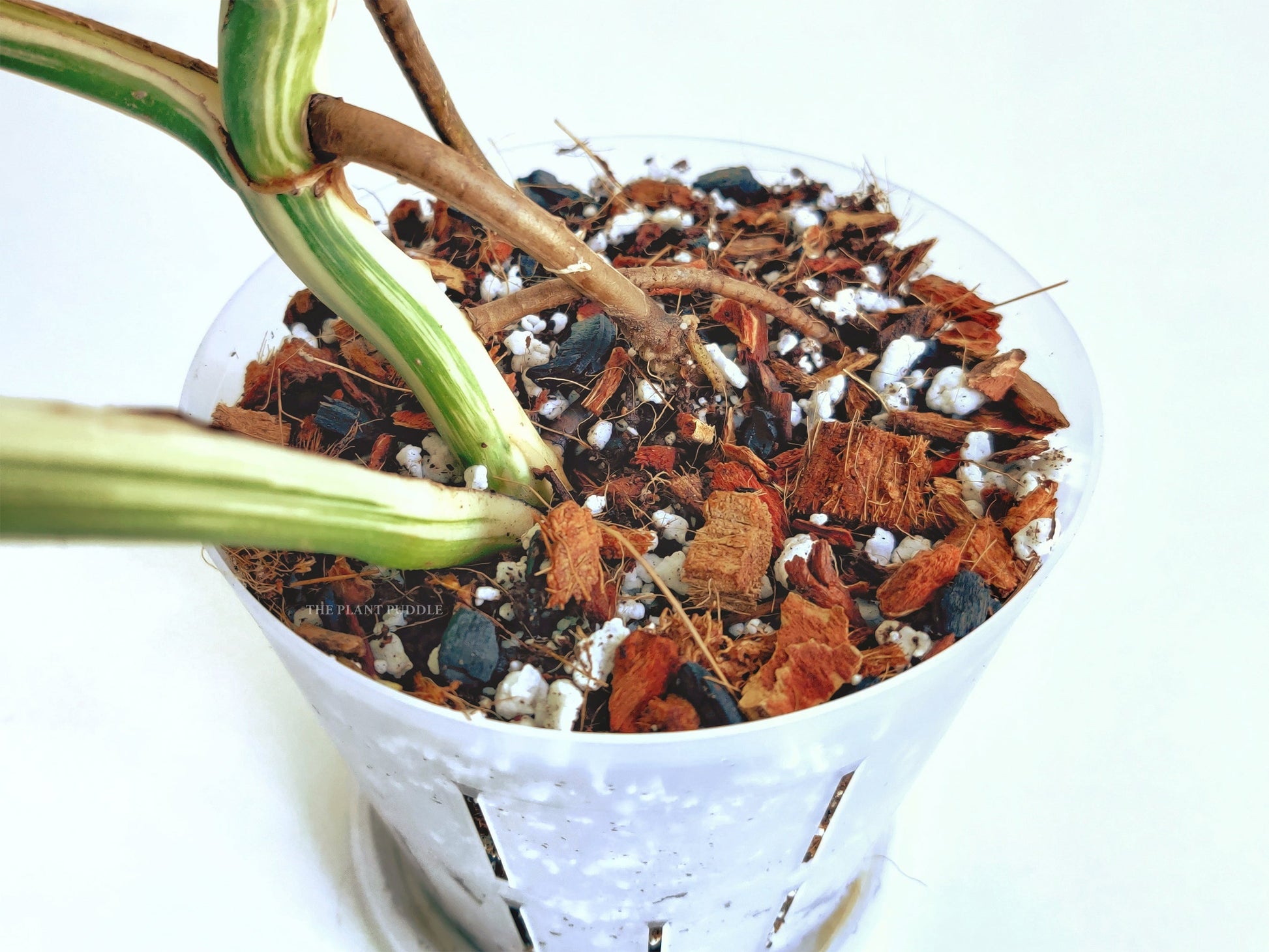 Aroid Potting Mix - Chunky and Soilless, Ready To Use The Plant Puddle