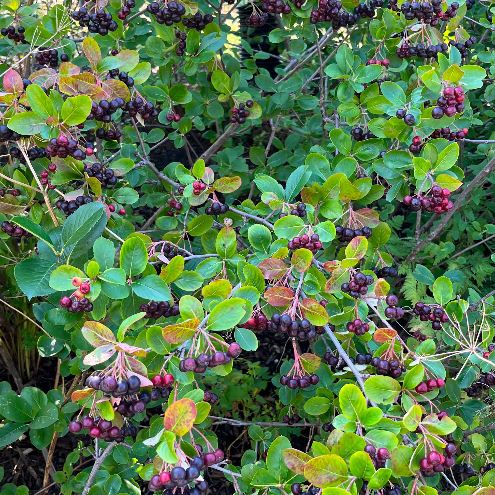 Semences - Aronie à fruits noirs Akène, culture forestière