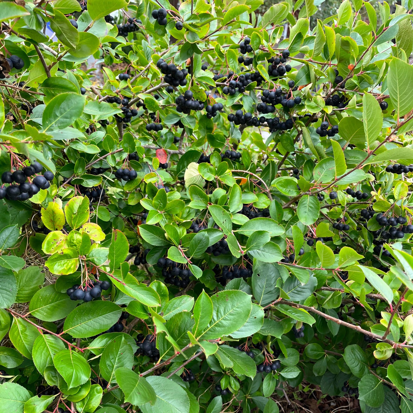 Semences - Aronie à fruits noirs Akène, culture forestière