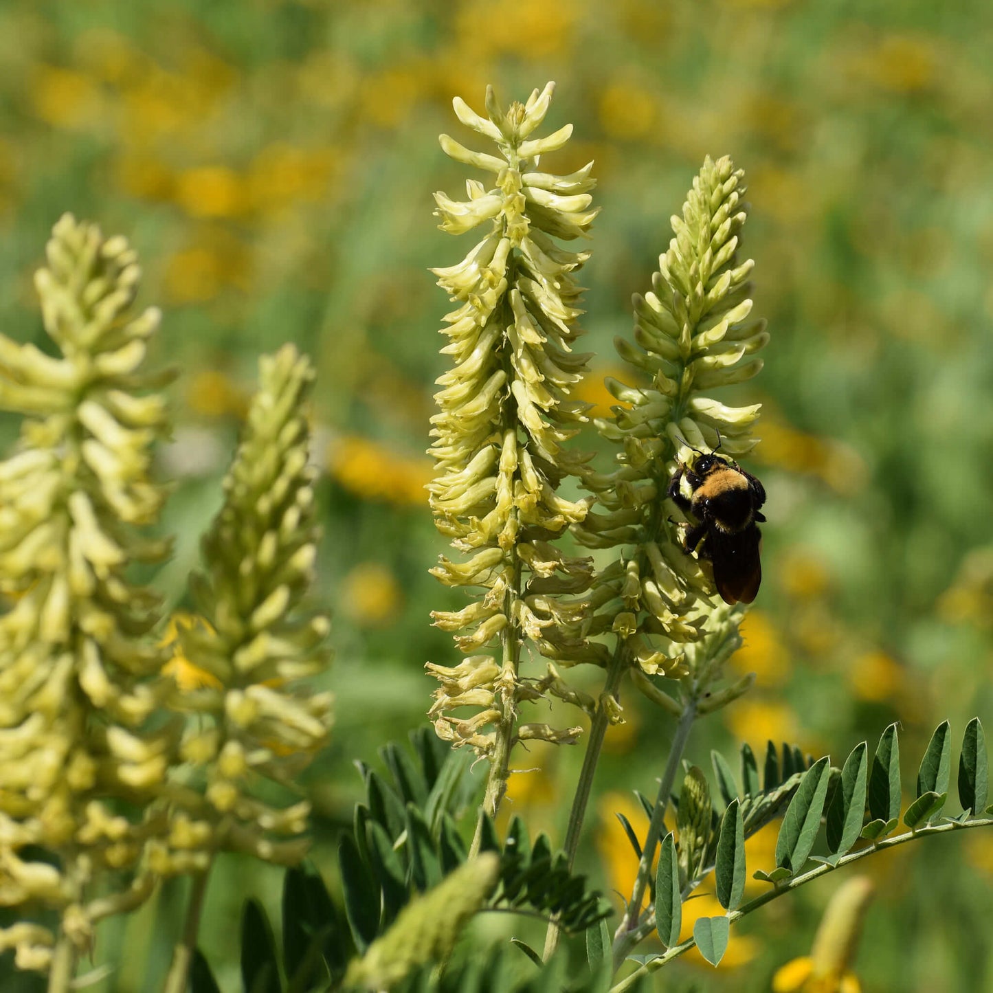 Semences - Astragale du Canada Akène, culture forestière