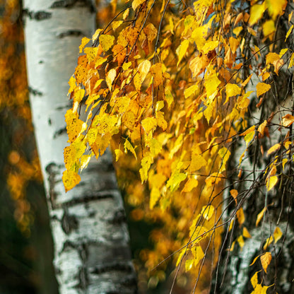 Semences - Bouleau à papier Akène, culture forestière