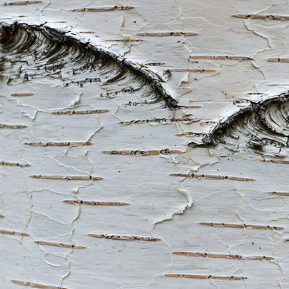 Semences - Bouleau à papier Akène, culture forestière