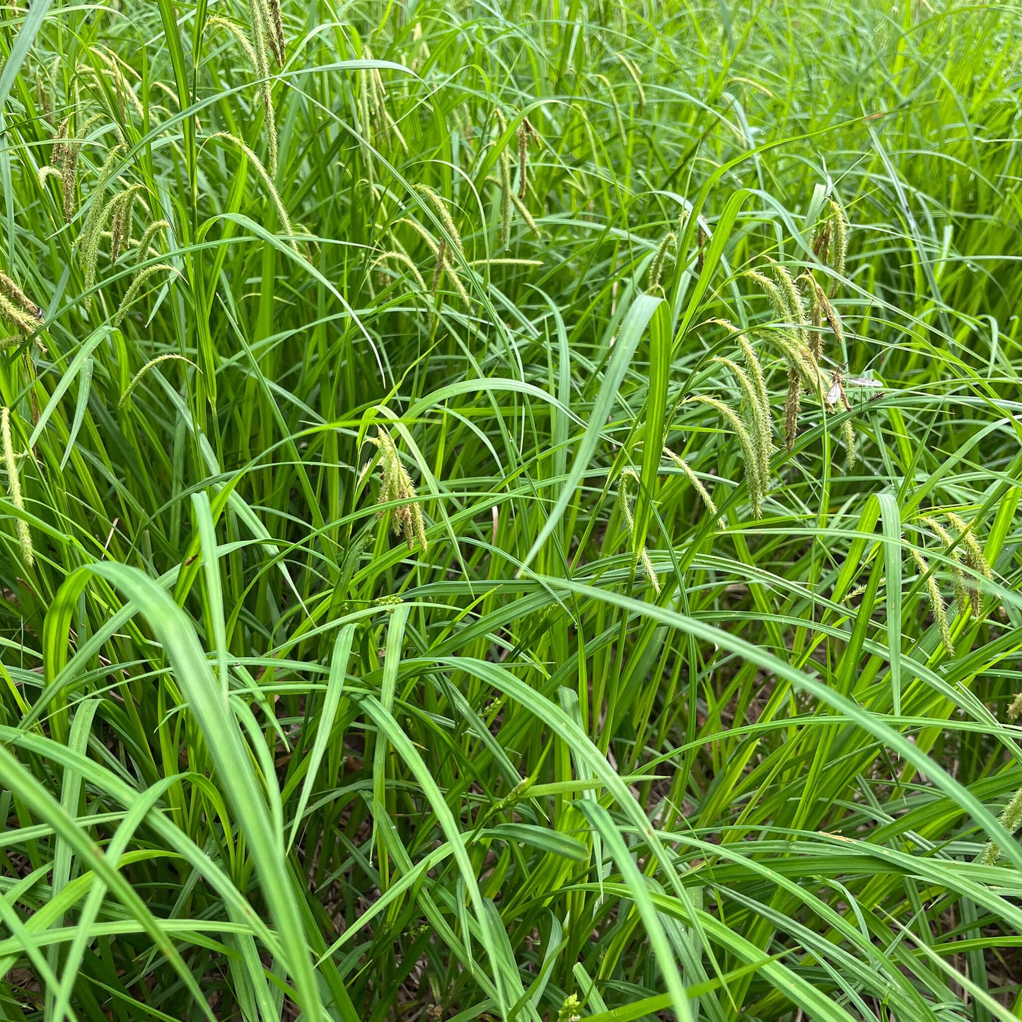 Semences - Carex crépu Akène, culture forestière