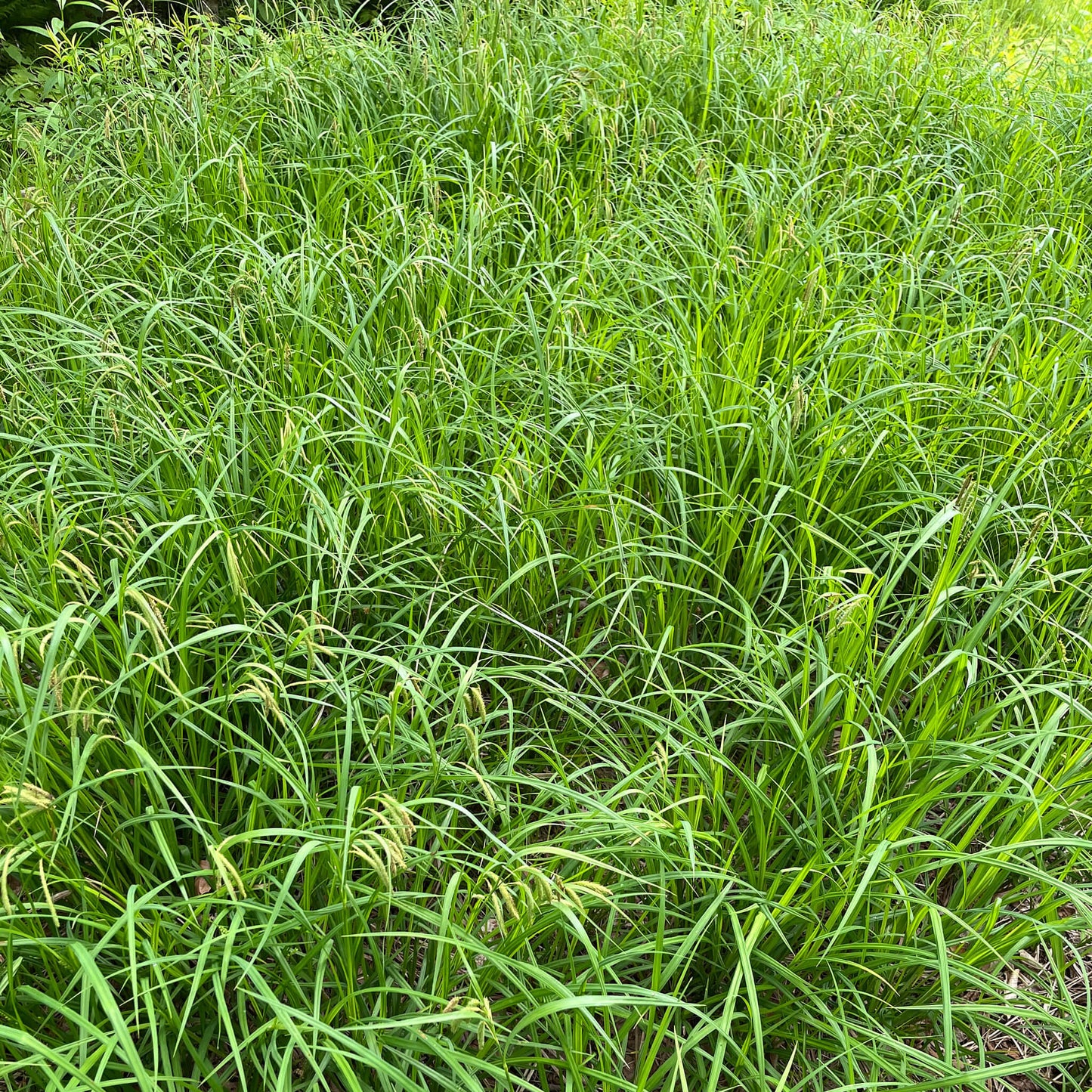 Semences - Carex crépu Akène, culture forestière