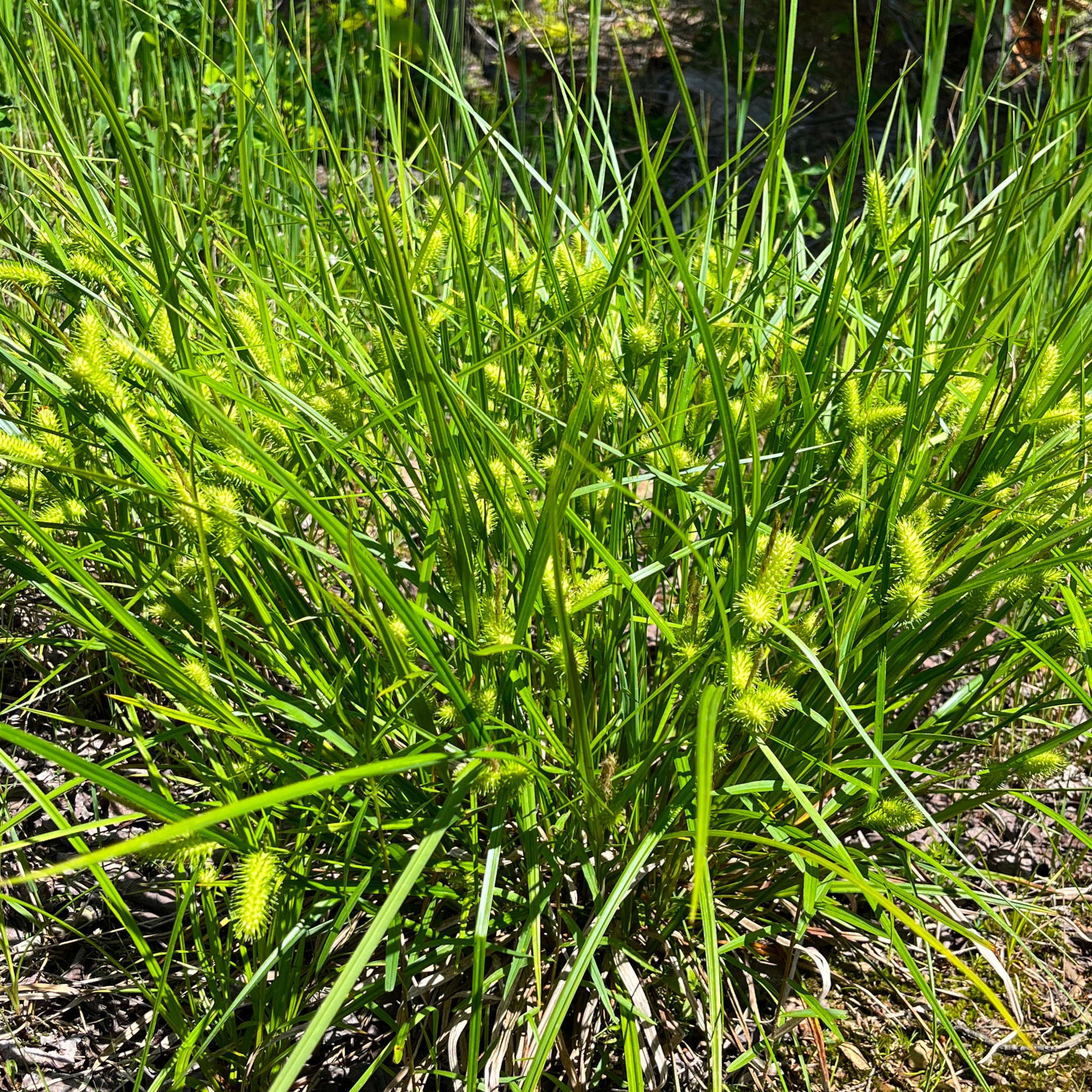Semences - Carex luisant Akène, culture forestière