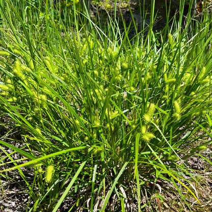 Semences - Carex luisant Akène, culture forestière