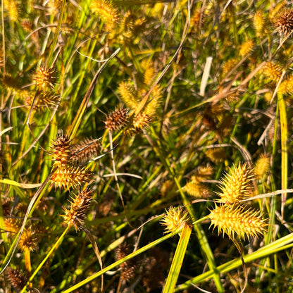 Semences - Carex luisant Akène, culture forestière