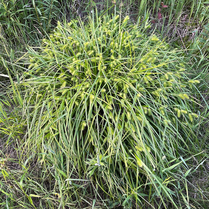 Semences - Carex luisant Akène, culture forestière