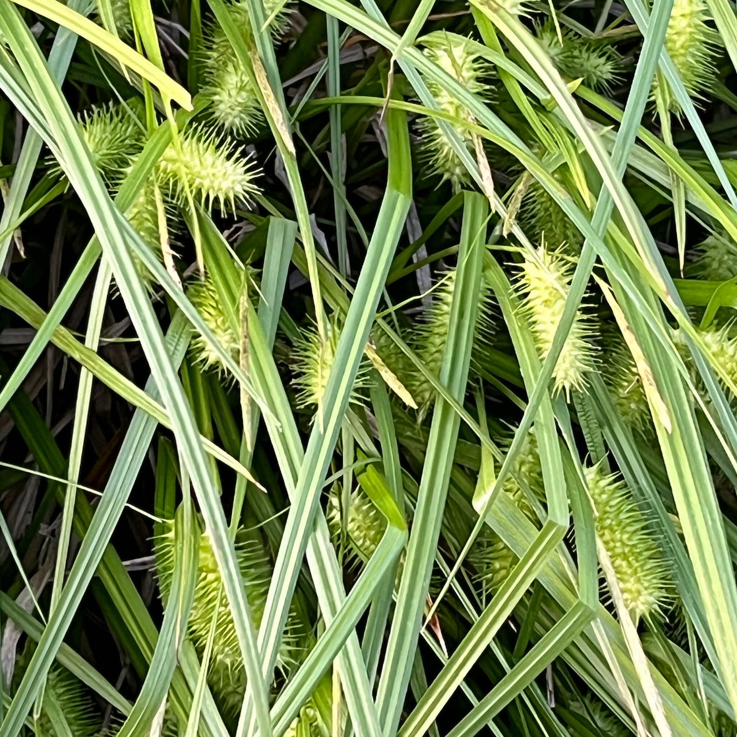 Semences - Carex luisant Akène, culture forestière