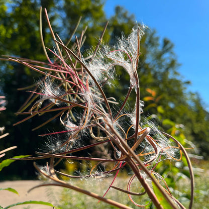 Semences - Épilobe à feuilles étroites Akène, culture forestière